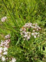 Asclepias mexicana