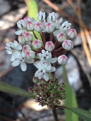 Asclepias perennis image
