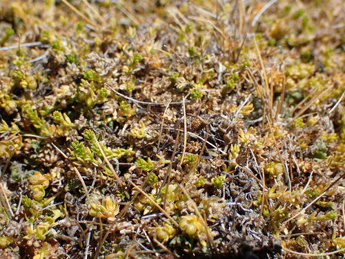 Image of Galium perpusillum by (c) Leon Perrie, some rights reserved (CC BY)
