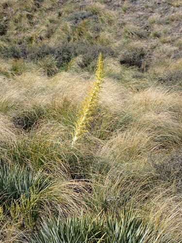 Aciphylla scott-thomsonii (Aciphylla scott-thomsonii)