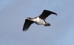 Leucocarbo chalconotus