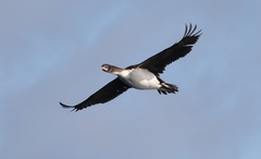 Leucocarbo chalconotus