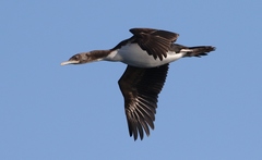 Leucocarbo chalconotus