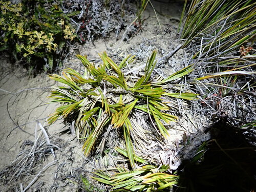 Aciphylla montana (Aciphylla montana)