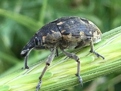 Larinus onopordi