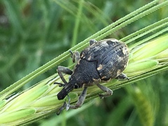 Larinus onopordi
