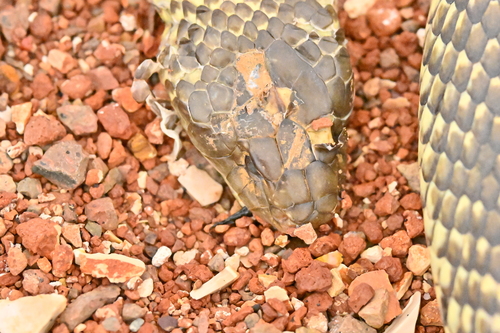 Mulga Snake sighting