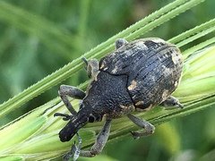 Larinus onopordi