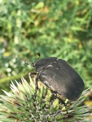 Protaetia afflicta libani