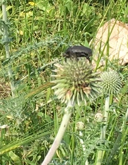 Protaetia afflicta libani