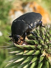 Protaetia afflicta libani