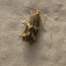 Oinophila v-flavum - Photo (c) Rebecca Marschall, algunos derechos reservados (CC BY-NC), subido por Rebecca Marschall