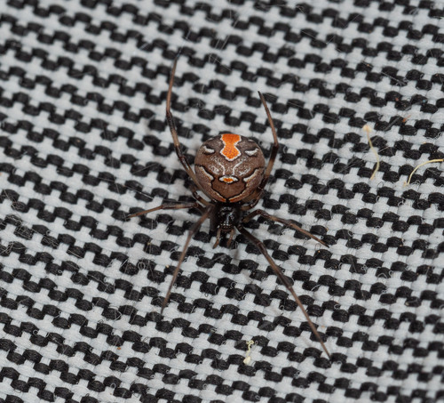 Redback spider