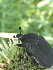 Protaetia afflicta libani