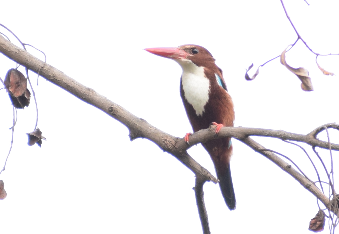 White-throated Kingfisher