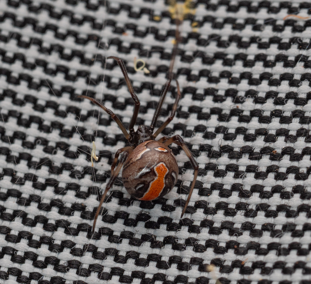 Redback Spider