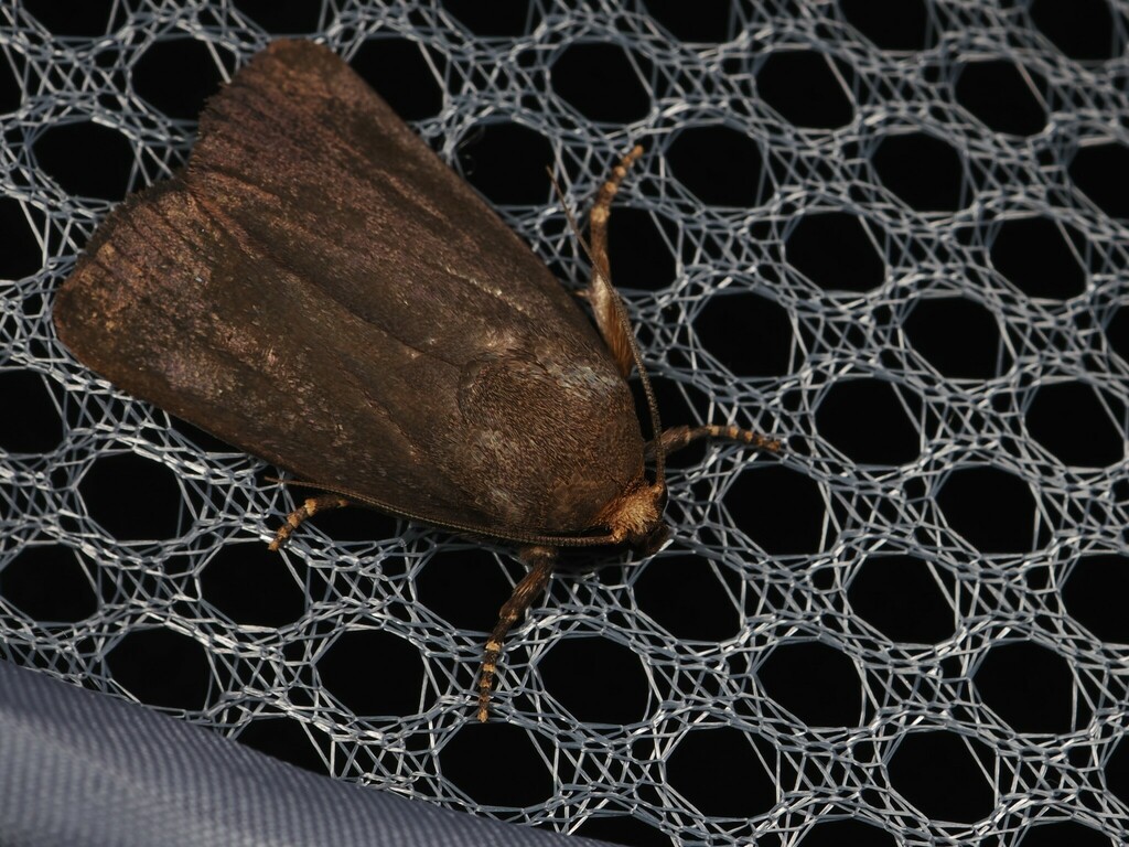 Amphipyra sublivida