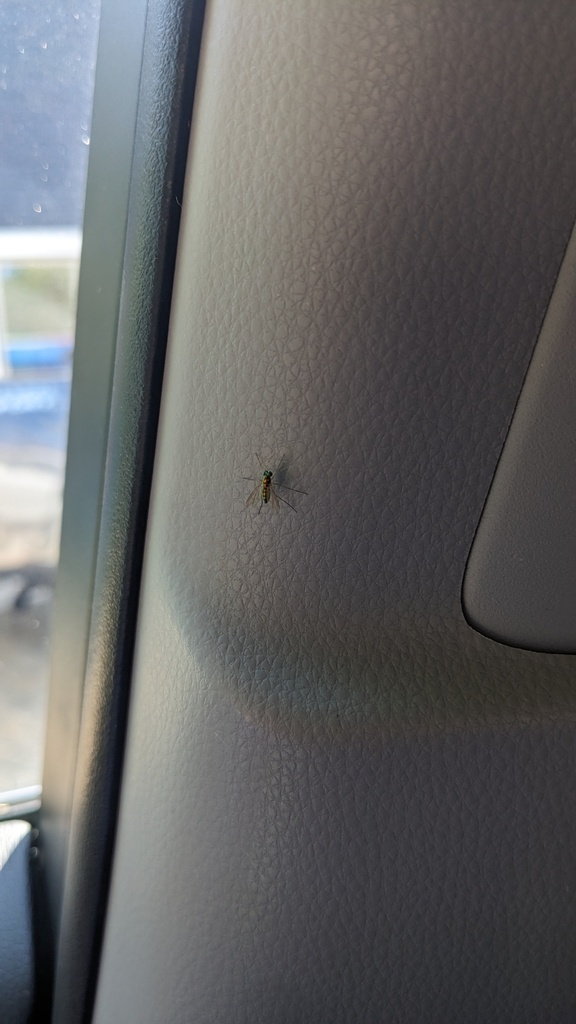 Amblypsilopus scintillans from Point Comfort Okauchee, Okauchee Lake