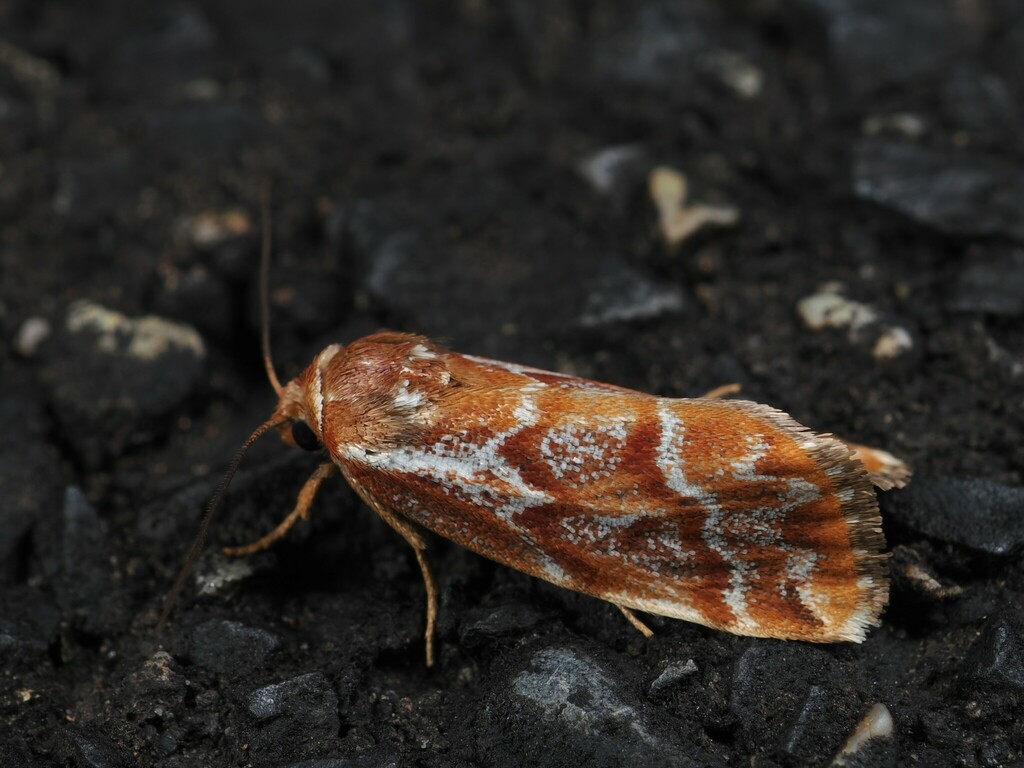 Narangodes haemorranta