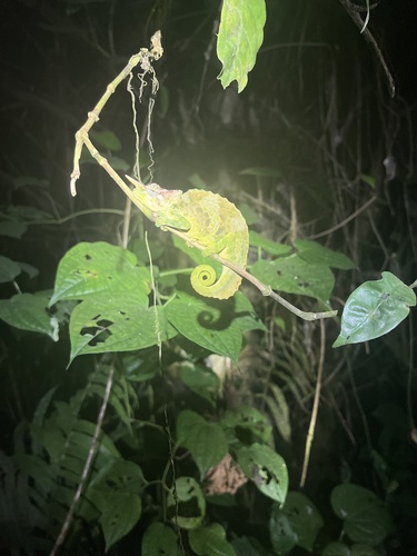 Cameroon Sailfin Chameleon
