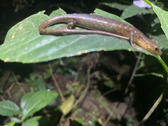 Gabon Lidless Skink photo 1