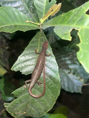 Gabon Lidless Skink photo 2