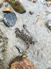 Metopograpsus frontalis
