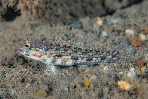 Gladiogobius ensifer