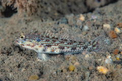 Gladiator Goby photo 1
