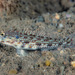 Gladiogobius ensifer - Photo (c) Francois Libert, some rights reserved (CC BY-NC), uploaded by Francois Libert