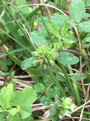 Trifolium bejariense