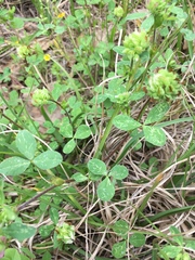 Trifolium bejariense