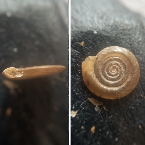 Whirlpool Ram's-horn, Pancevo, Serbia, photo 5 of 10