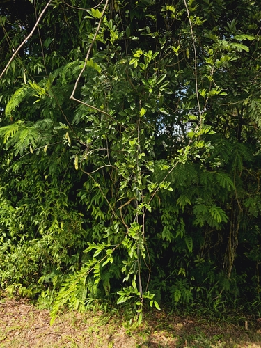 Brachypterum scandens, photograph 1
