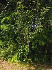 pbsg, CC BY, iNaturalist via GBIF Brachypterum scandens, photograph pbsg, CC BY, iNaturalist via GBIF