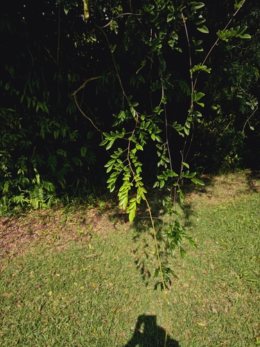 Brachypterum scandens, photograph 2