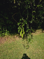 pbsg, CC BY, iNaturalist via GBIF Brachypterum scandens, photograph pbsg, CC BY, iNaturalist via GBIF