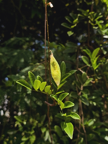 Brachypterum scandens, photograph 3