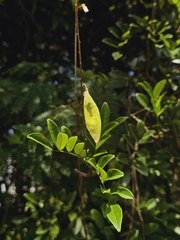 pbsg, CC BY, iNaturalist via GBIF Brachypterum scandens, photograph pbsg, CC BY, iNaturalist via GBIF