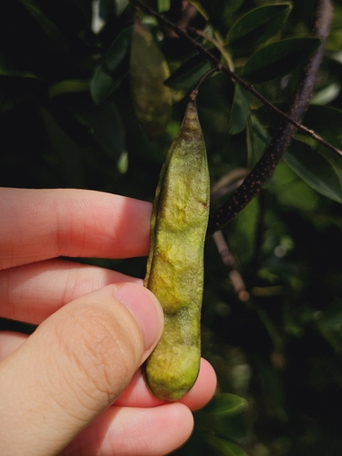 Brachypterum scandens, photograph 4