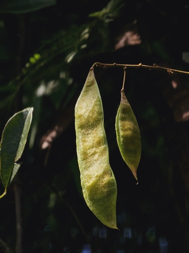 Brachypterum scandens observed 2023-12-15
