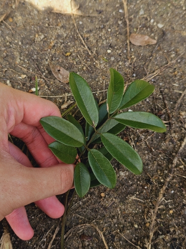 Brachypterum scandens, photograph 6