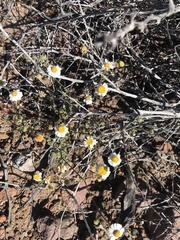 Perityle crassifolia robusta