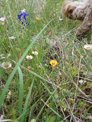 Linum hudsonioides