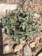 Penstemon albomarginatus