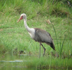 Bugeranus carunculatus