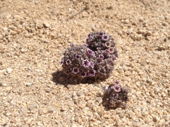 Pholisma arenarium