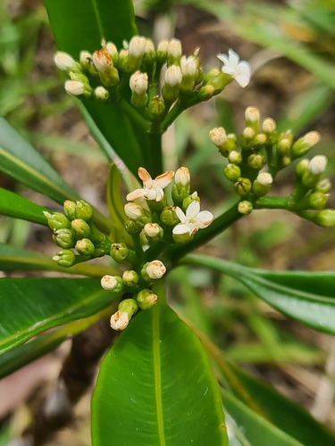 Alstonia quaternata observed 2023-10-01