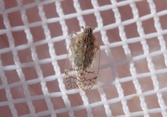 Oeclidius nanus