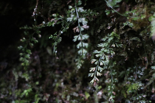 Asplenium capillipes iNat (2)
